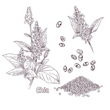 Hand drawn chia plant and seeds. Vector illustration in retro style isolated on white background.