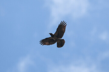 Cornacchia grigia (Corvus corone) in volo,silhouette su sfondo cielo blu