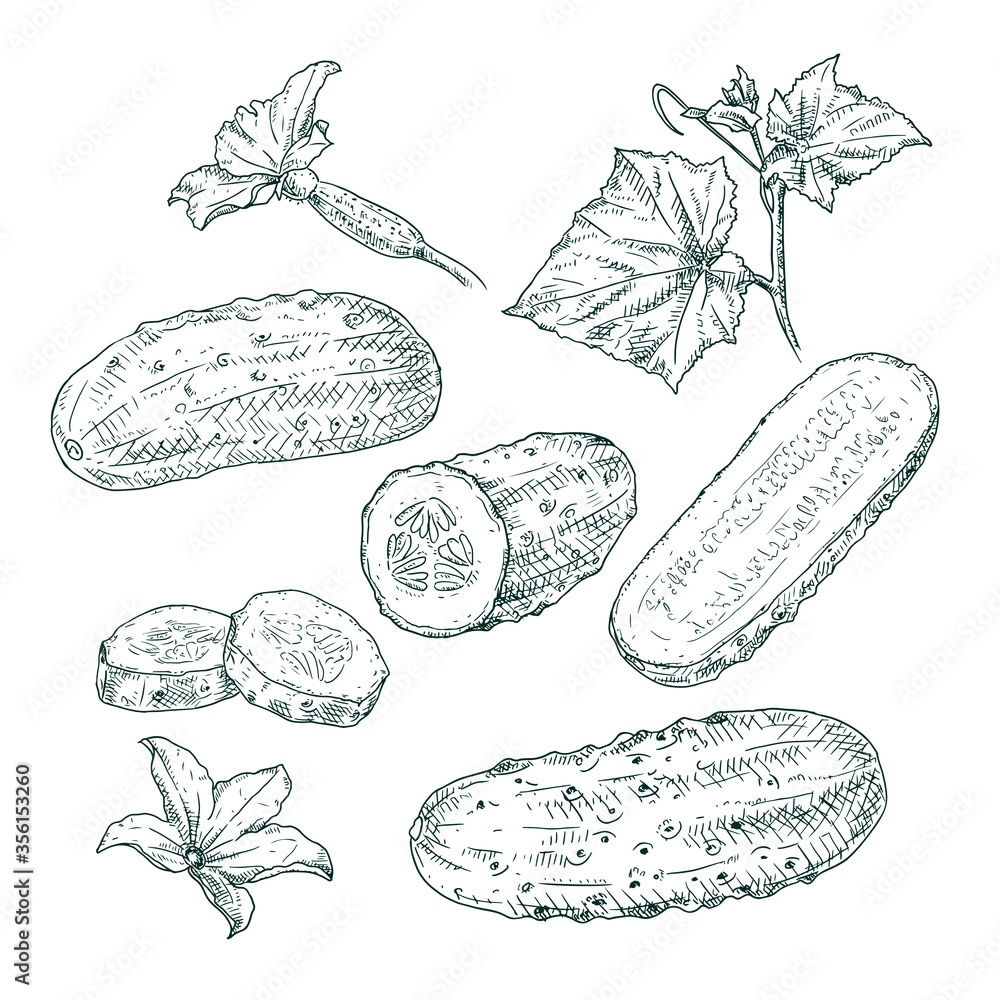 Wall mural Hand drawn cucumber. Set sketches with cut cucumber, slice, leaf and flower. Vector illustration isolated on white background.