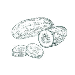 Hand drawn cucumber and slices. Vector illustration isolated on white background.