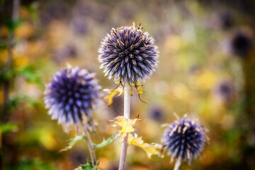 Close up of 3 blue globe thistles, with foliage in the background, with a shallow depth of field