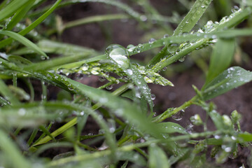 dew drops on grass