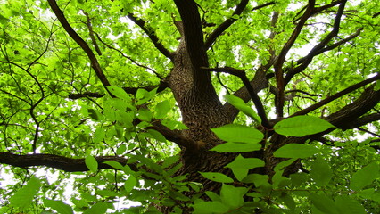 oak tree in the forest