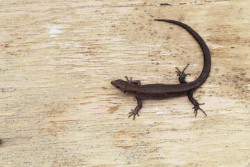 Small lizard on wood background