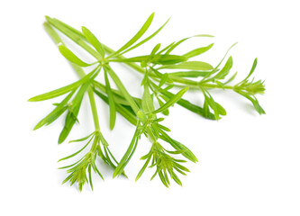 Galium aparine or clivers, bedstraw, goosegrass, catchweed, stickyweed, sticky bob, stickybud. Isolated