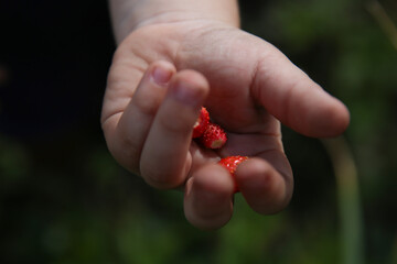 red strawberry berries in the palms of a girl or baby on a green natural background