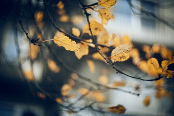 Autumn background with birch branches