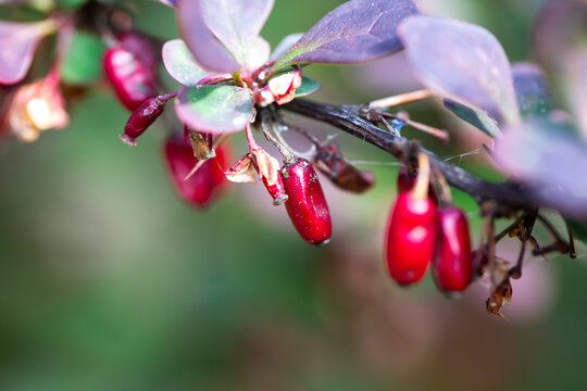 Close up of red fruits of common berberry