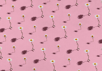 Creative pattern of daisy flowers on pink