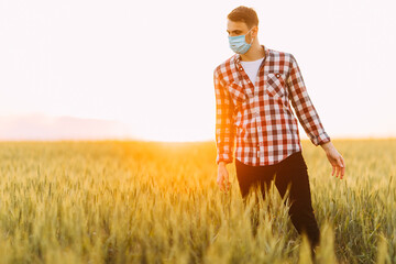 Naklejka na ściany i meble A man in a checked shirt, with a medical protective mask on his face, walks through a wheat field against the background of the setting sun