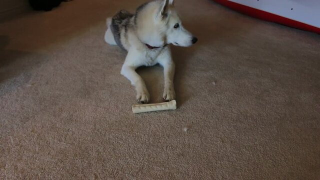husky laying down with his rawhide bone