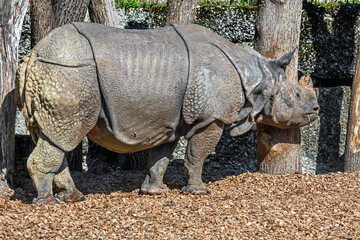 Great indian rhinoceros Latin name - Rhinoceros unicornis © Mikhail Blajenov