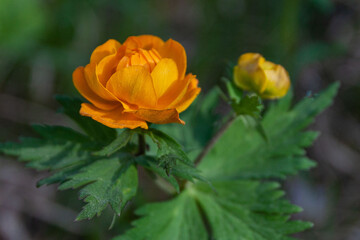 beautiful forest flower, (Trollius asiaticus) Siberian globeflower, Asian trollflower