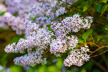 Obraz premium lilac flowers in spring, close-up