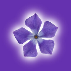 Isolated Periwinkle blossom on a purple packground.