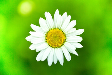 Obraz premium Chamomile on a green background growing in a field