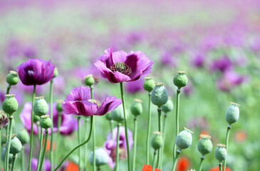 Amazing red or purple flowers of poppy in the field. Czech republic, Europe.