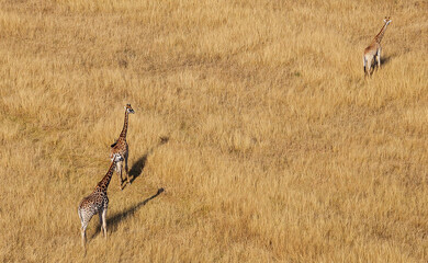Durban, Kwa-Zulu Natal / South Africa - 07/03/2014: Aerial photo of giraffes on a game farm