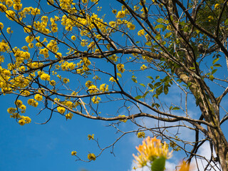 yellow flowers on summer