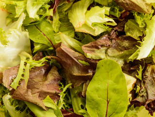 Fresh Rucula and Green Lettuce Salad