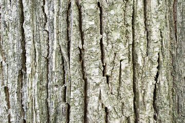 A texture shot of a brown tree bark filling a frame. Wood background