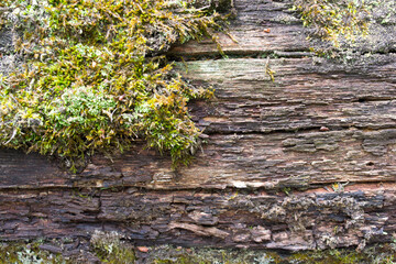 Oak bark with moss. Wood background