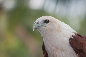 Close up of a eagle