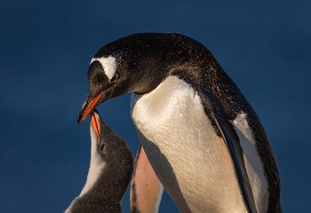 Gentoo penguins in Antarctica (Pygoscelis papua)