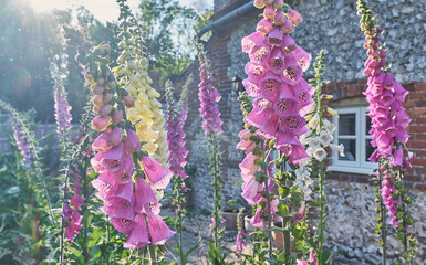 Pink and White foxgloves in a cottage garden - obrazy, fototapety, plakaty