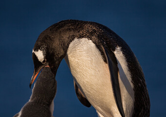 Gentoo penguins in Antarctica (Pygoscelis papua)