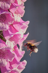 Pink Foxglove closeup with bumblebee