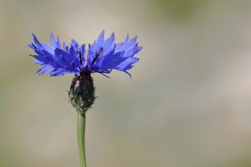 blühende kornblume im frühling