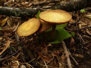 mushroom in the forest