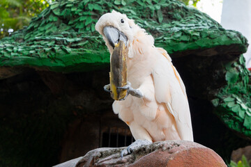 white and yellow parrot