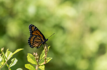 Fototapeta na wymiar Viceroy Butterfly, Limenitis archippus, side profile against green background