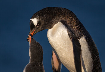 Gentoo penguins in Antarctica (Pygoscelis papua)