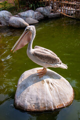pelican on a rock