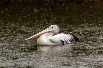 pelican on the water