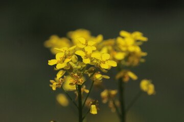 blühende gelbe wiesenblumen im frühling