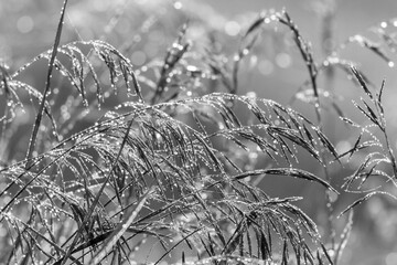 Fototapety  Long branches of wheat foliage glisted with morning dew black and white