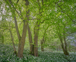Fototapeta na wymiar Rook Clift SSSI ancient woodland with Ramsons in spring