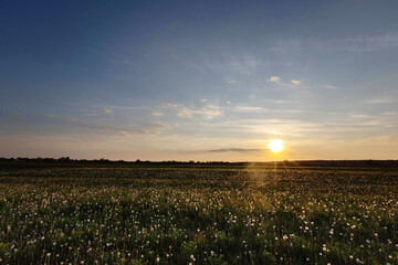 Sunny sunset on a field with dandelions.