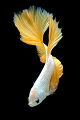 Close up art movement of gold colour betta fish, Siamese fighting fish isolated on black background.