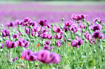 Obraz premium Amazing red or purple flowers of poppy in the field. Czech republic, Europe.