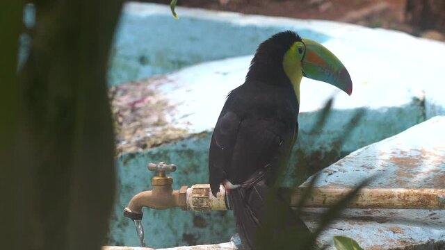 Toucan from Costa Rica is drinking water in the garden. Tropical bird rainbow Toucan with giant beak.