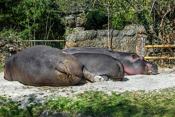 Sleeping hippopotamus family. Latin name - Hippopotamus amphibius	