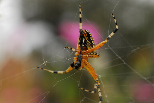 tiger spider Scytodes globula with orange and black legs and large fangs, which perches on its spider web waiting for its prey, with a background of green pink and white colors,