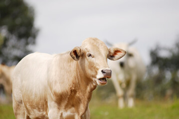 Red cow, grazing in a green field in company with other cows, healthy cattle on a farm free of animal abuse, quality beef.