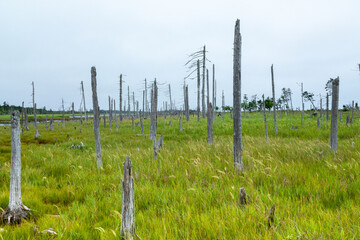 Fototapeta na wymiar 道東の枯れ木と湿地 