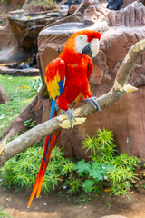 red and yellow macaw
